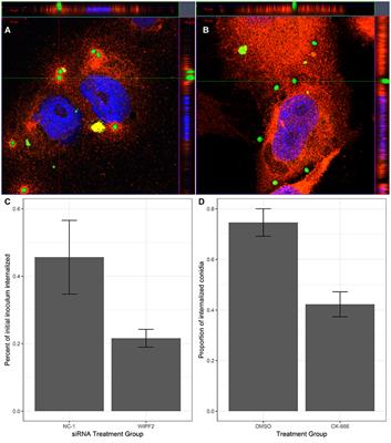 Phagocytosis of Aspergillus fumigatus by Human Bronchial Epithelial Cells Is Mediated by the Arp2/3 Complex and WIPF2